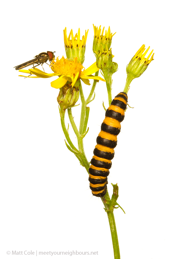 MYN Cinnabar Moth Caterpillar on Ragwort 2